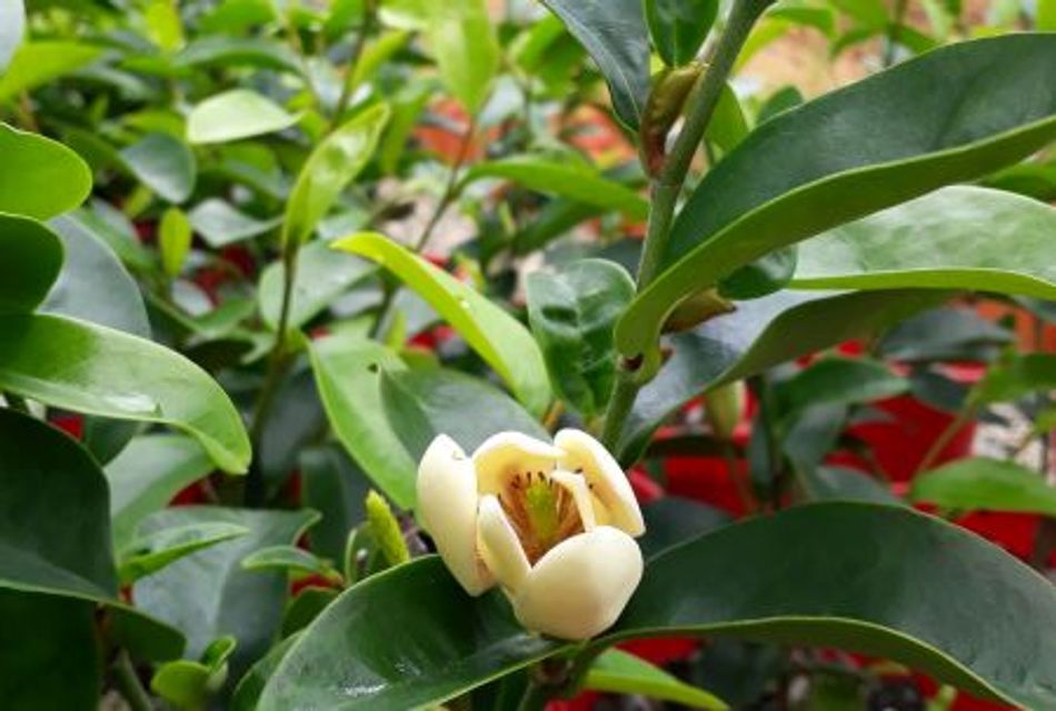 Domus Nursery - Michelia 'Coco'