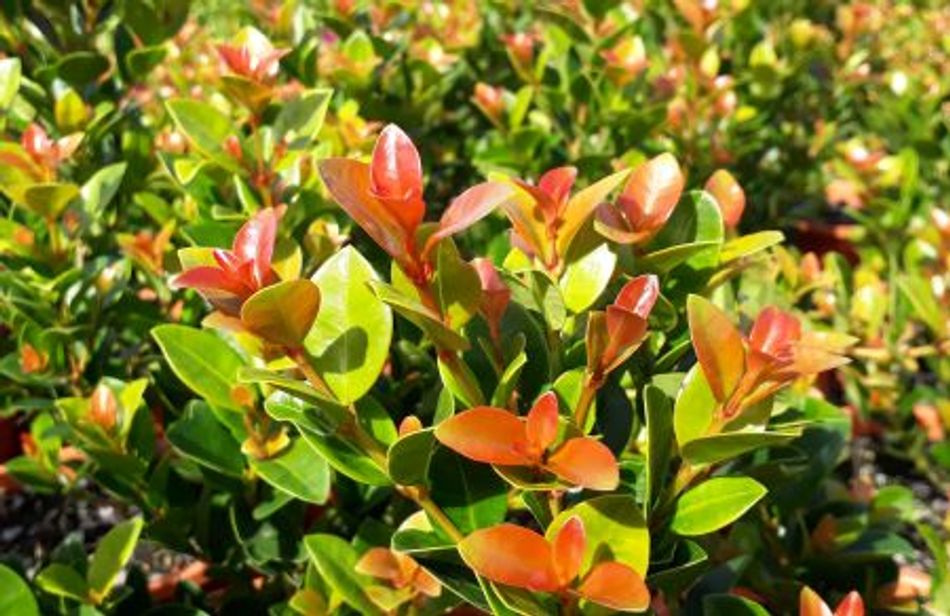 Syzygium Orange Twist - lilly pilly Australian Plants Online